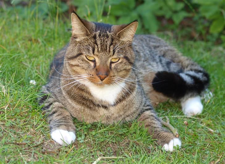 Blanding af racer Casanunda *Forsvundet* billede 15