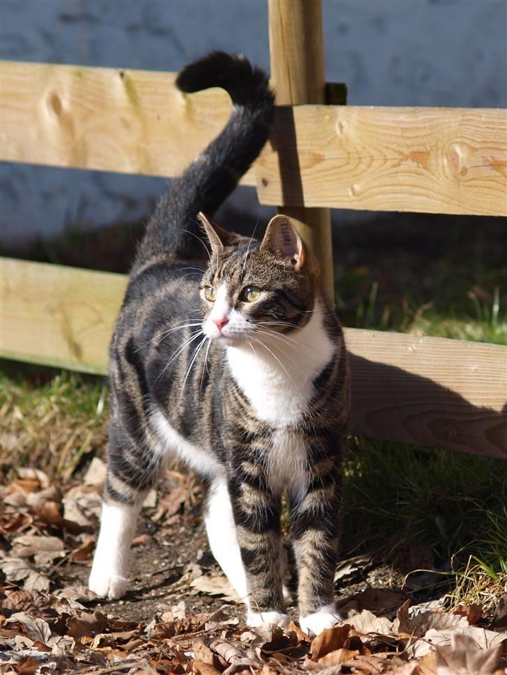 Blanding af racer Lobo - Stjerne på himlen billede 1