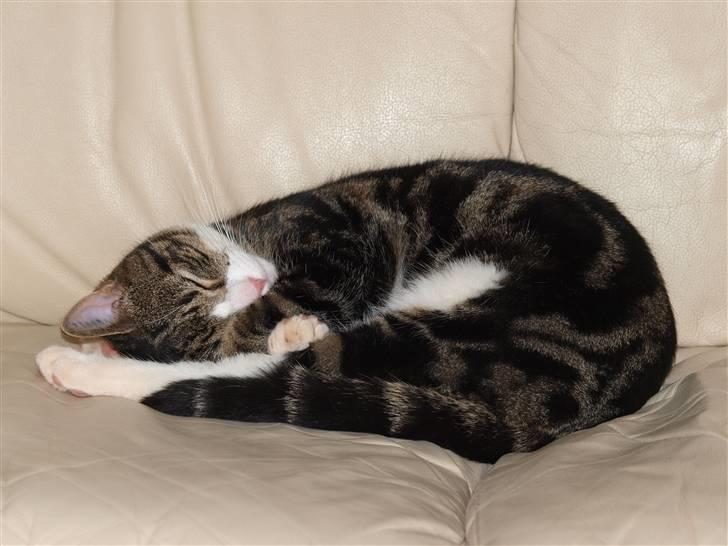 Blanding af racer Lobo - Stjerne på himlen billede 2