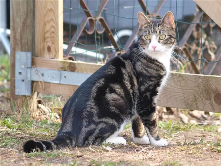 Blanding af racer Lobo - Stjerne på himlen billede 3
