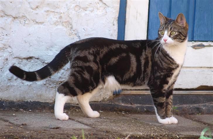 Blanding af racer Lobo - Stjerne på himlen billede 4