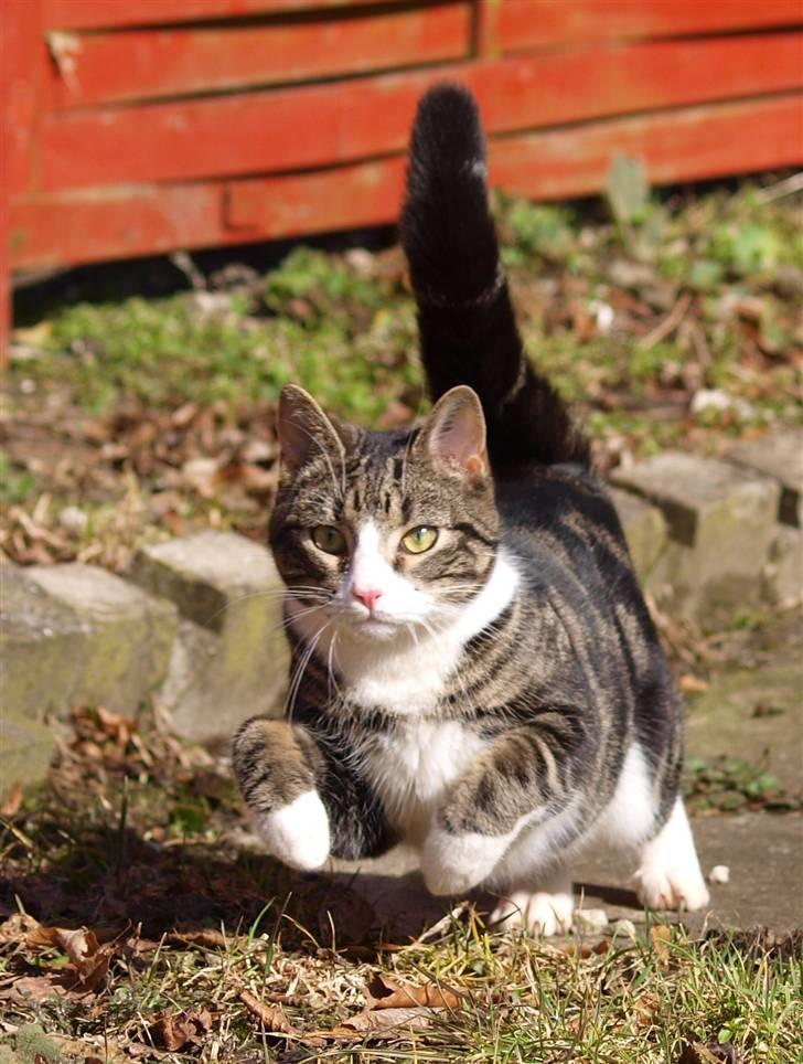 Blanding af racer Lobo - Stjerne på himlen billede 5