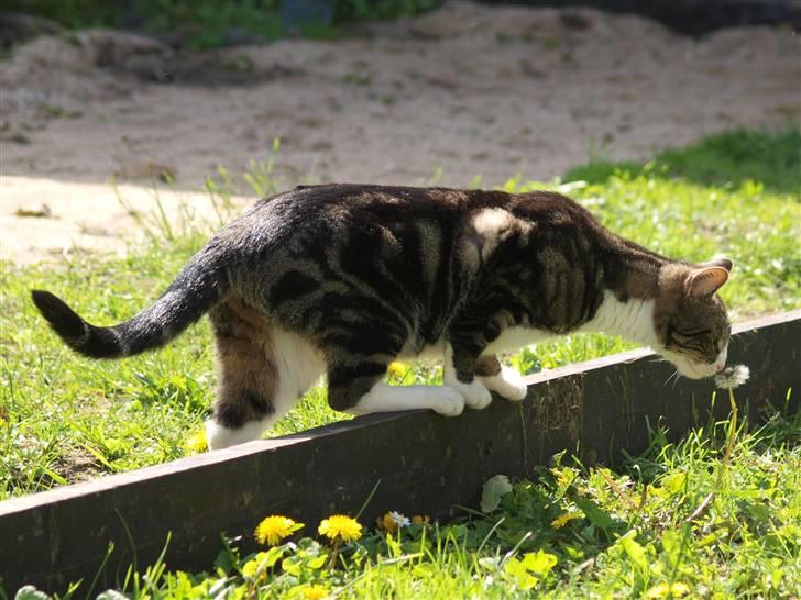 Blanding af racer Lobo - Stjerne på himlen billede 6