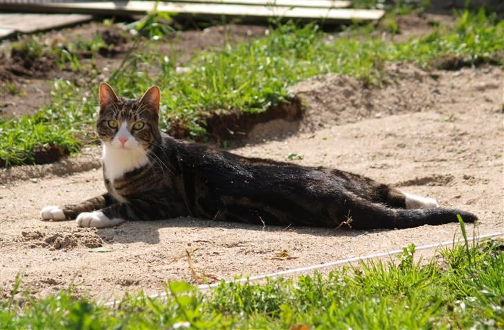 Blanding af racer Lobo - Stjerne på himlen billede 7