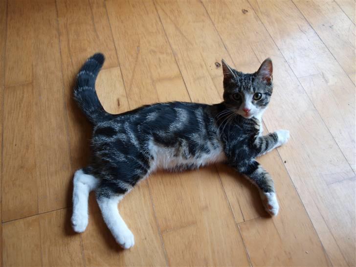 Blanding af racer Lobo - Stjerne på himlen - Lobo den dag han kom til os billede 8