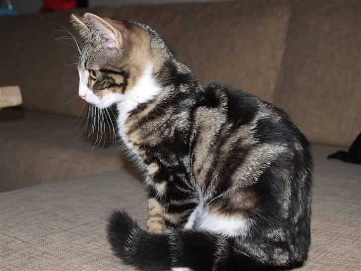 Blanding af racer Lobo - Stjerne på himlen - Første dag hos os billede 9