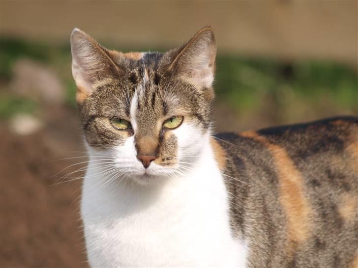 Huskat Miago - Stjerne på himlen billede 2