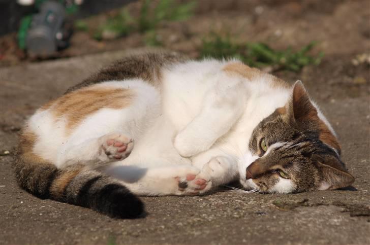 Huskat Miago - Stjerne på himlen billede 3