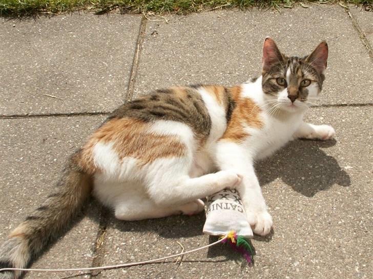 Huskat Miago - Stjerne på himlen billede 4