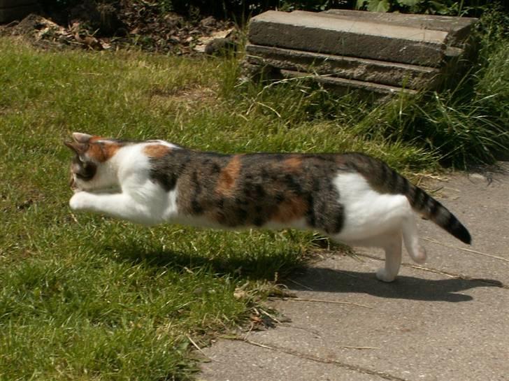 Huskat Miago - Stjerne på himlen billede 5