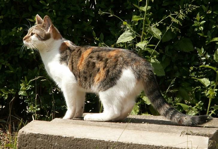 Huskat Miago - Stjerne på himlen billede 6