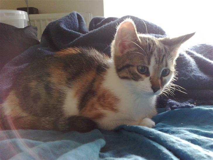 Huskat Miago - Stjerne på himlen billede 7