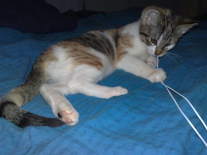 Huskat Miago - Stjerne på himlen billede 8