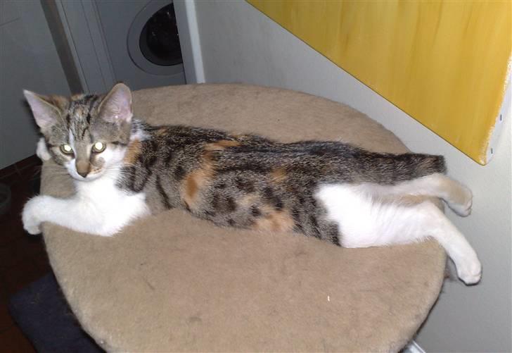 Huskat Miago - Stjerne på himlen billede 9