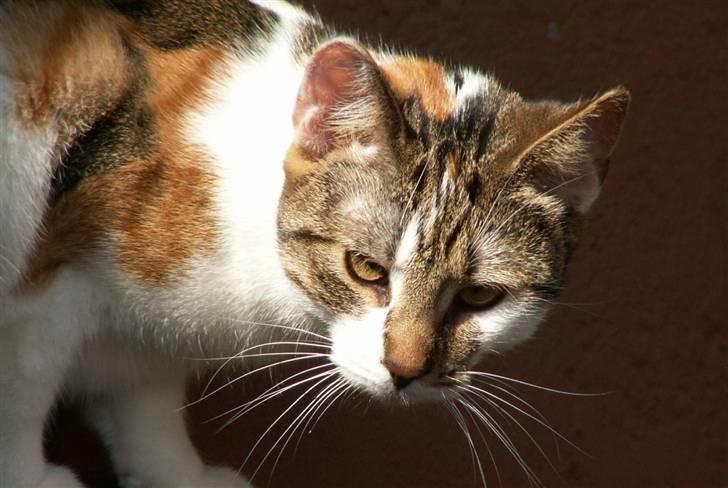 Huskat Miago - Stjerne på himlen billede 10