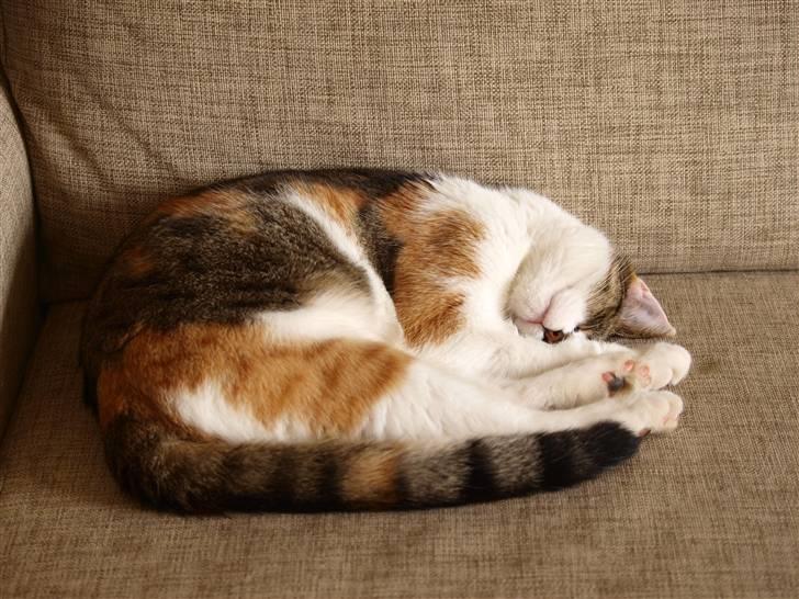 Huskat Miago - Stjerne på himlen billede 11