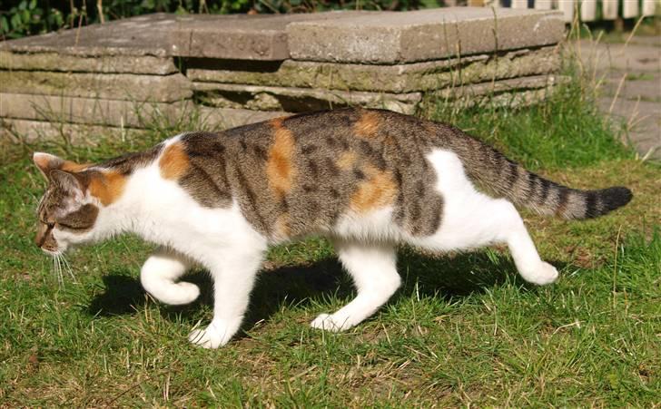 Huskat Miago - Stjerne på himlen billede 12