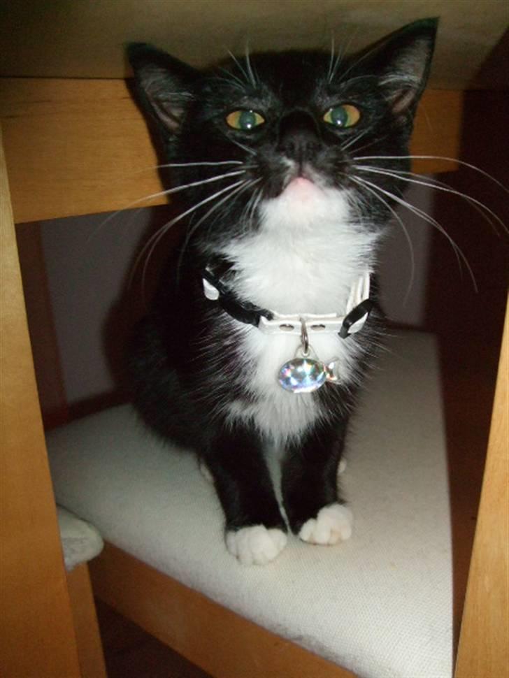 Huskat Mille - lille my billede 1