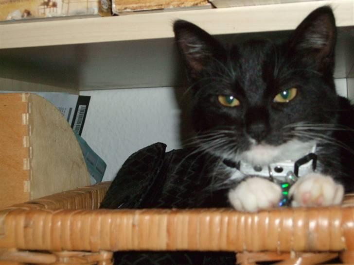 Huskat Mille - lille my billede 2