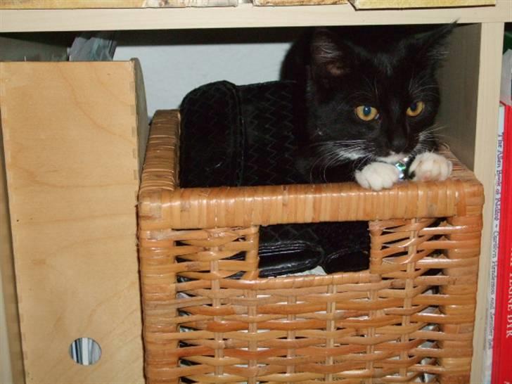 Huskat Mille - lille my billede 3