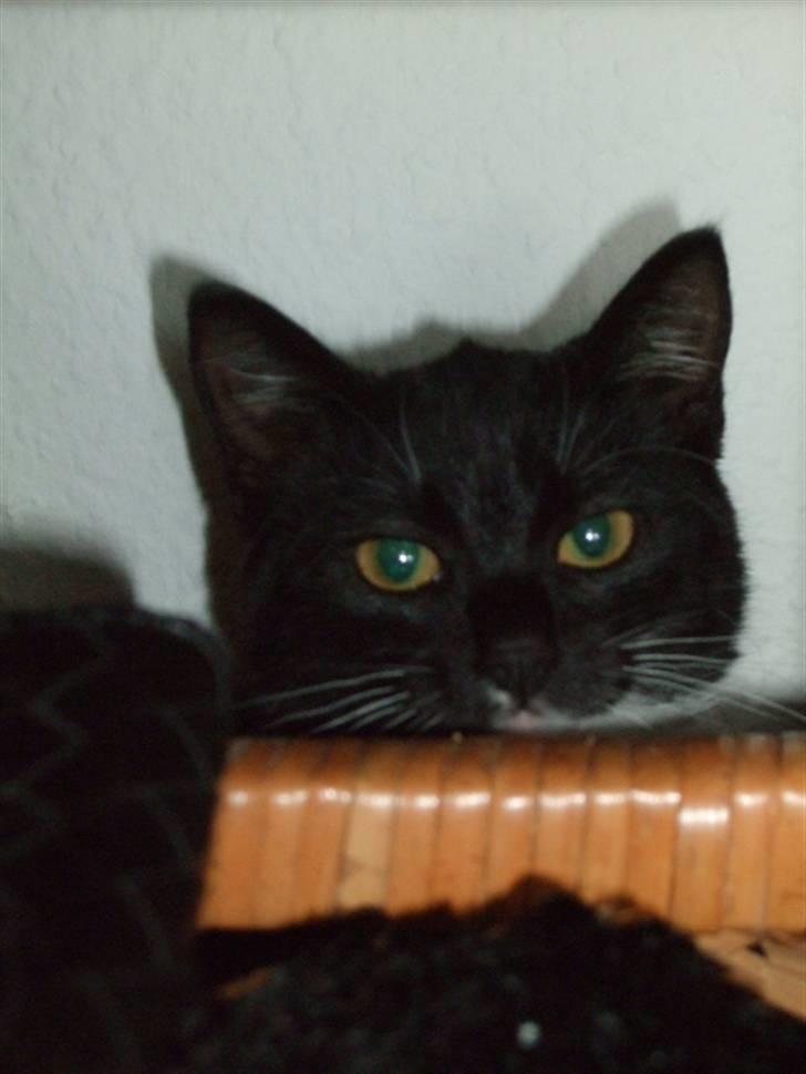 Huskat Mille - lille my billede 4