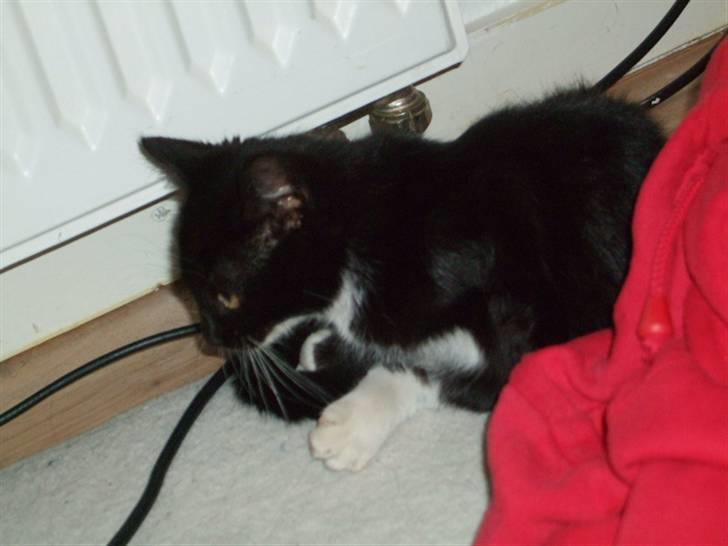 Huskat Mille - lille my billede 5