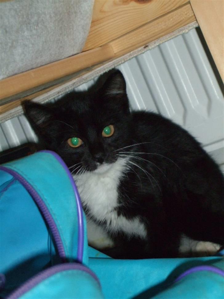 Huskat Mille - lille my billede 6