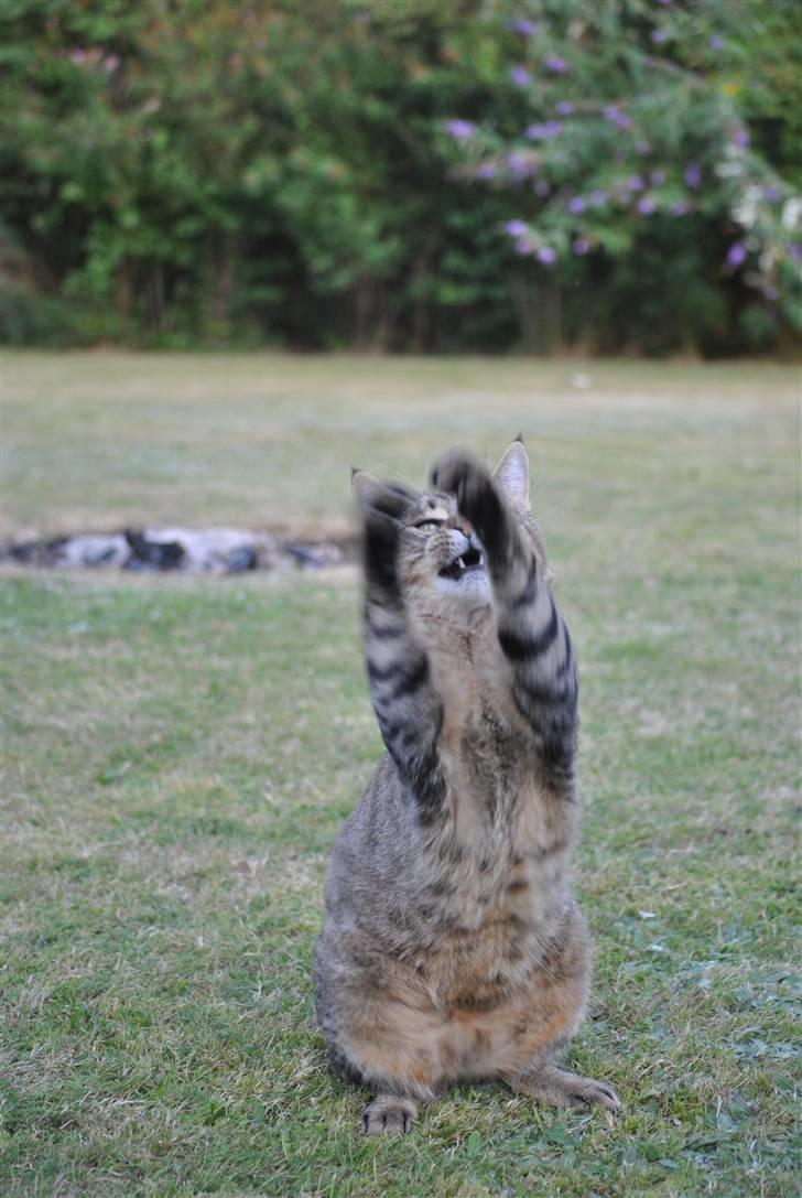 Blanding af racer Hugo Boss - Fik dig, din frække græshopper! xD billede 17