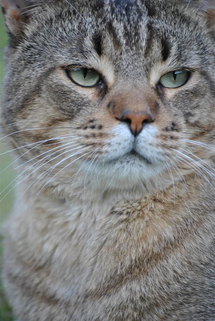 Blanding af racer Hugo Boss - *Host host* Kongen modtager nu hoffet.. billede 18