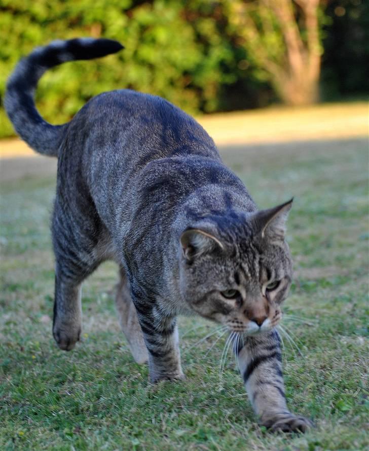 Blanding af racer Hugo Boss - liste liste... her lille græshopper... billede 19