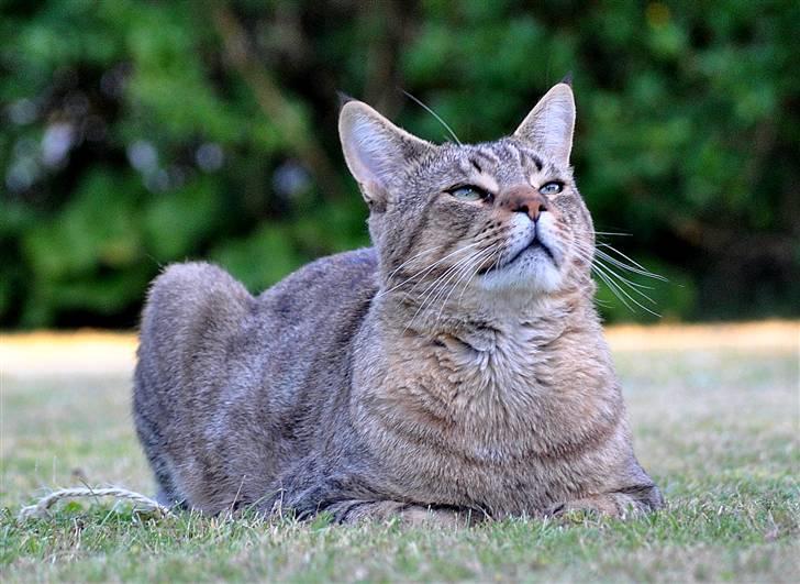 Blanding af racer Hugo Boss - tak for kigget :) billede 20