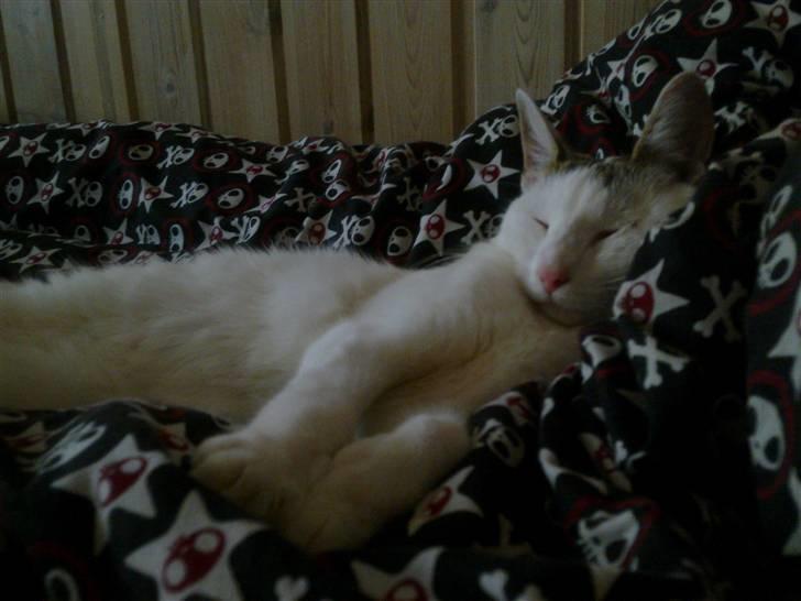 Blanding af racer Feline - tidligere kat.  billede 10