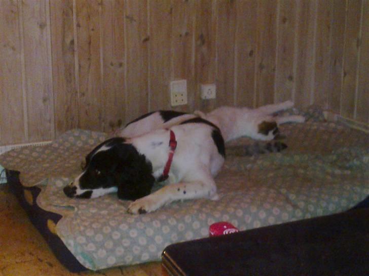 Blanding af racer Feline - tidligere kat.  billede 11