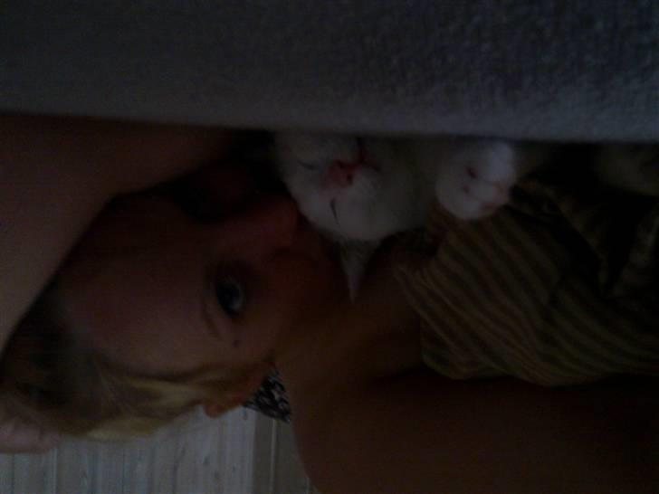 Blanding af racer Feline - tidligere kat.  billede 12