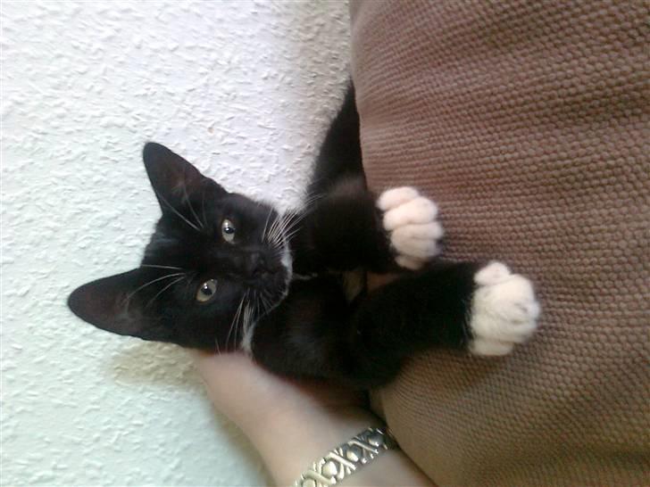 Huskat Lady - se mig nu billede 9