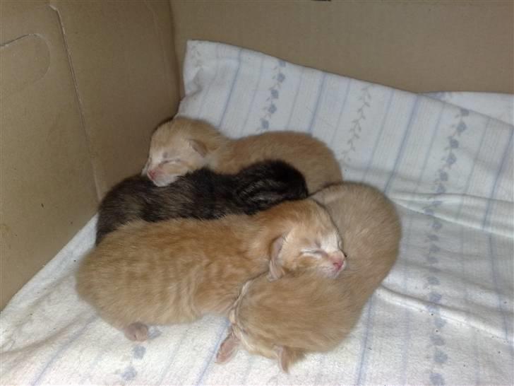 Huskat pernille<3 DØD!med gred billede 1