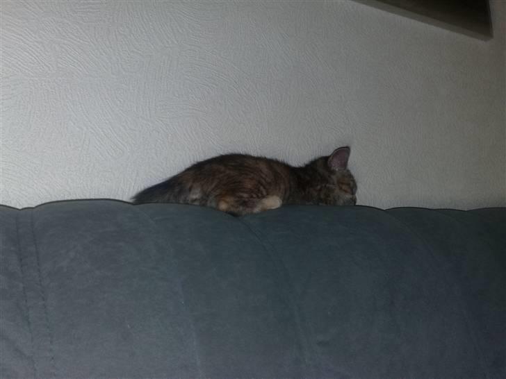 Huskat pernille<3 DØD!med gred billede 2