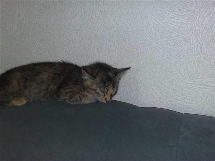 Huskat pernille<3 DØD!med gred billede 3