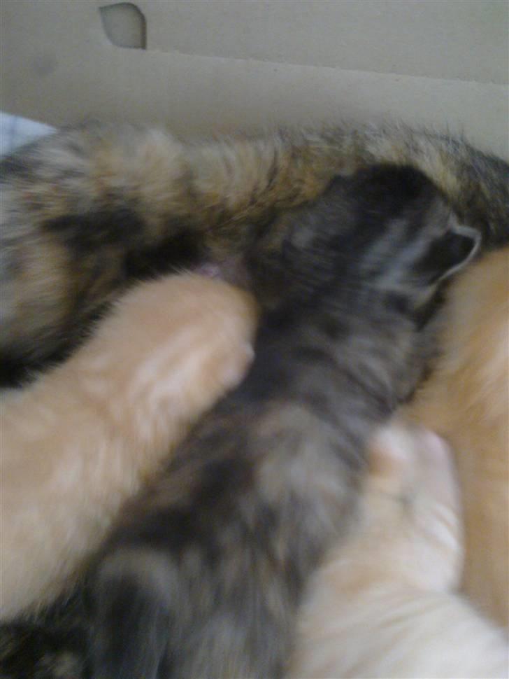 Huskat pernille<3 DØD!med gred billede 4