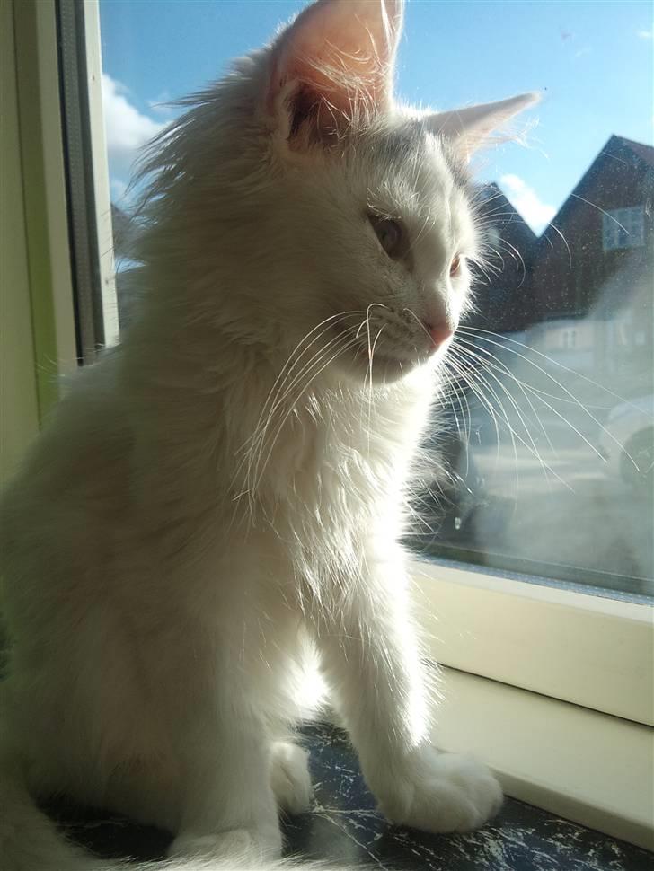 Norsk Skovkat Nelli Snowflake billede 1