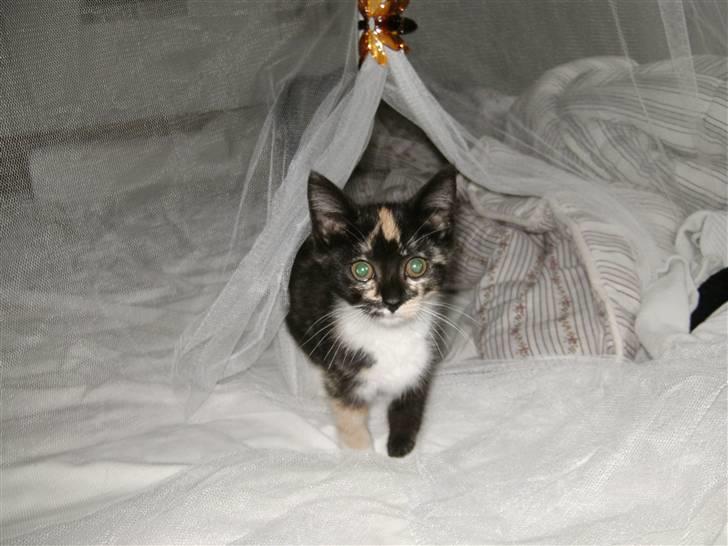 Blanding af racer Fifi ##SOLGT## billede 2