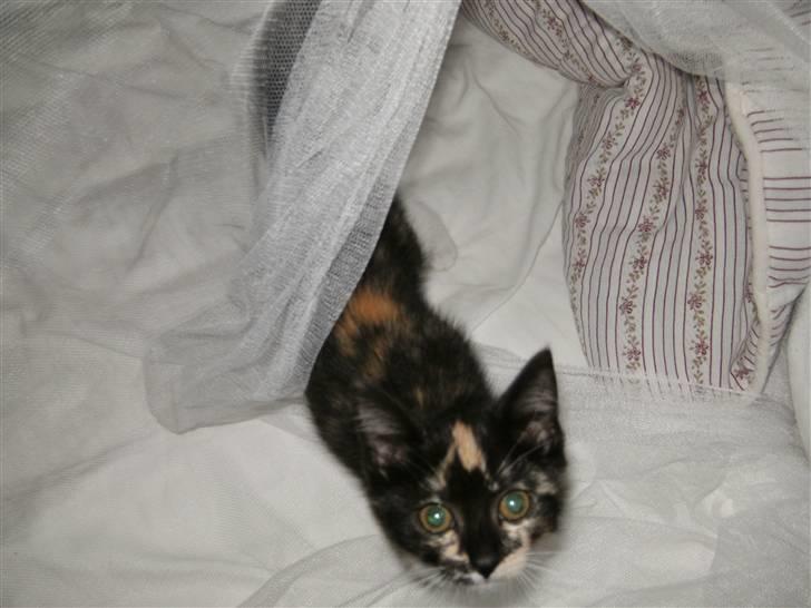 Blanding af racer Fifi ##SOLGT## billede 3