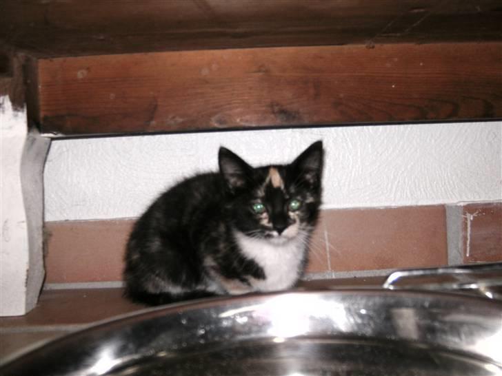 Blanding af racer Fifi ##SOLGT## - her er hun efter jeg hentede hende i brørup billede 4