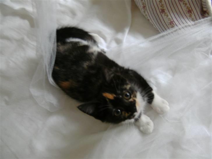 Blanding af racer Fifi ##SOLGT## billede 5