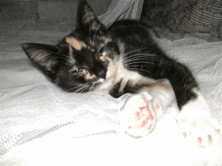 Blanding af racer Fifi ##SOLGT## billede 6