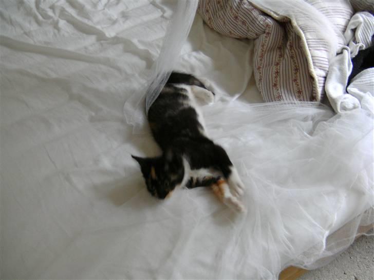 Blanding af racer Fifi ##SOLGT## billede 9