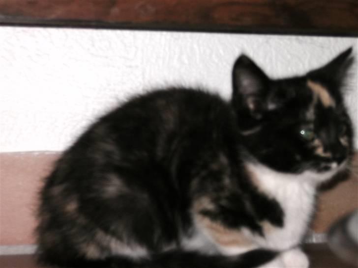 Blanding af racer Fifi ##SOLGT## billede 10