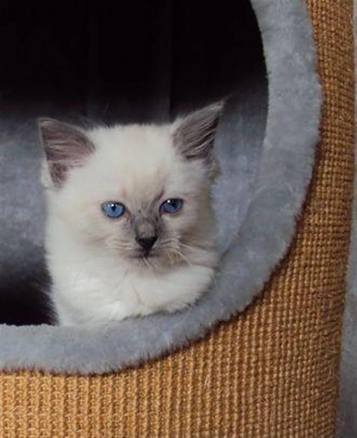 Ragdoll Nøvde Bøv billede 1