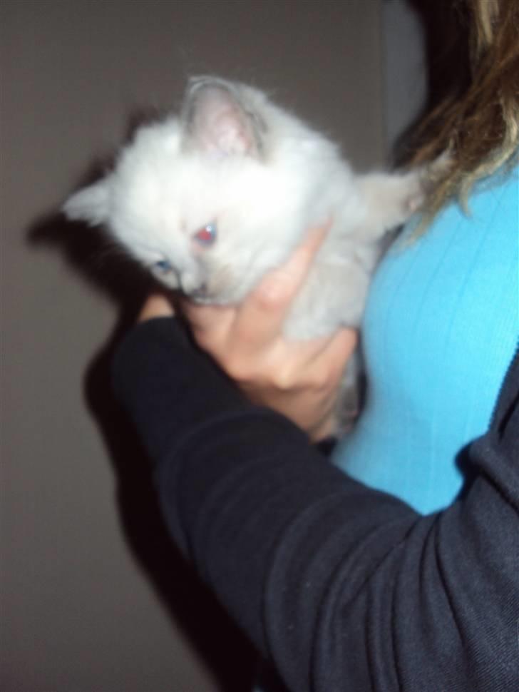 Ragdoll Nøvde Bøv - første gang vi var ude og se ham :) billede 2