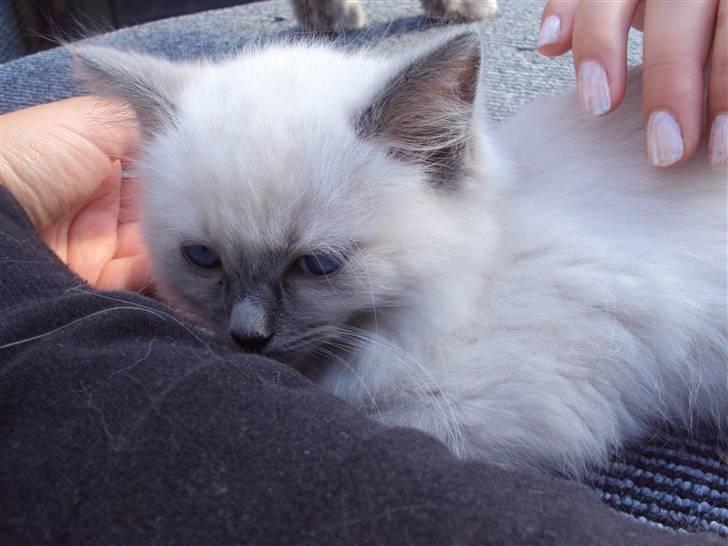 Ragdoll Nøvde Bøv - 3 gang vi besøgte ham.  billede 3